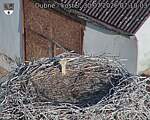 Capi_Dubne_20260730_071003.jpg