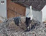 Capi_Dubne_20260730_072504.jpg