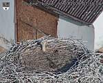 Capi_Dubne_20260730_073004.jpg