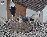Capi_Dubne_20260730_075003.jpg