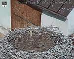 Capi_Dubne_20260730_092503.jpg