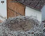 Capi_Dubne_20260730_111003.jpg