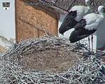 Capi_Dubne_20260730_124503.jpg