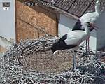 Capi_Dubne_20260730_132003.jpg