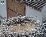Capi_Dubne_20260730_163003.jpg