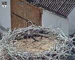 Capi_Dubne_20260730_163503.jpg