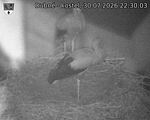 Capi_Dubne_20260730_223003.jpg
