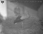 Capi_Dubne_20260730_223502.jpg