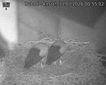 Capi_Dubne_20260731_005502.jpg