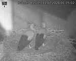 Capi_Dubne_20260731_010502.jpg