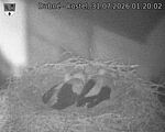 Capi_Dubne_20260731_012003.jpg