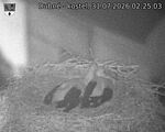Capi_Dubne_20260731_022503.jpg