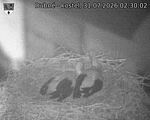 Capi_Dubne_20260731_023002.jpg