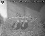 Capi_Dubne_20260731_025502.jpg