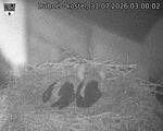 Capi_Dubne_20260731_030002.jpg