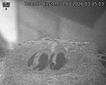 Capi_Dubne_20260731_030503.jpg