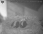 Capi_Dubne_20260731_031002.jpg