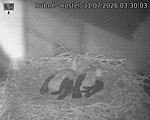 Capi_Dubne_20260731_033003.jpg
