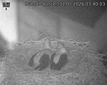 Capi_Dubne_20260731_034003.jpg