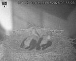 Capi_Dubne_20260731_035503.jpg