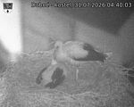 Capi_Dubne_20260731_044003.jpg