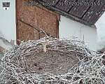 Capi_Dubne_20260731_053504.jpg