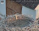 Capi_Dubne_20260731_062503.jpg