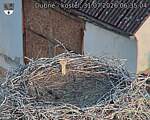 Capi_Dubne_20260731_063504.jpg