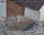 Capi_Dubne_20260731_072004.jpg