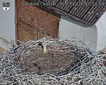 Capi_Dubne_20260731_075004.jpg