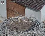 Capi_Dubne_20260731_075504.jpg