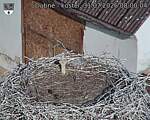 Capi_Dubne_20260731_080004.jpg
