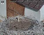 Capi_Dubne_20260731_081004.jpg