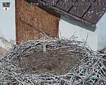 Capi_Dubne_20260731_100003.jpg