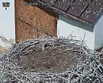 Capi_Dubne_20260731_105004.jpg