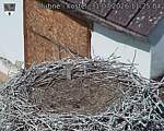 Capi_Dubne_20260731_112504.jpg