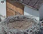 Capi_Dubne_20260731_142004.jpg