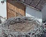 Capi_Dubne_20260731_142504.jpg