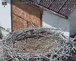 Capi_Dubne_20260731_143004.jpg