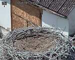 Capi_Dubne_20260731_143504.jpg
