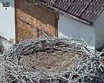 Capi_Dubne_20260731_144503.jpg