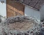 Capi_Dubne_20260731_145003.jpg