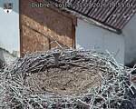 Capi_Dubne_20260731_145504.jpg