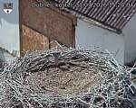 Capi_Dubne_20260731_152004.jpg