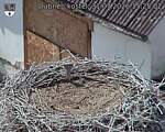 Capi_Dubne_20260731_152502.jpg