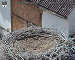 Capi_Dubne_20260731_153503.jpg