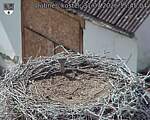 Capi_Dubne_20260731_154504.jpg