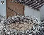 Capi_Dubne_20260731_160502.jpg