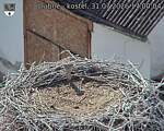 Capi_Dubne_20260731_170004.jpg