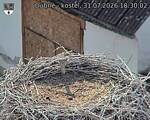 Capi_Dubne_20260731_183002.jpg